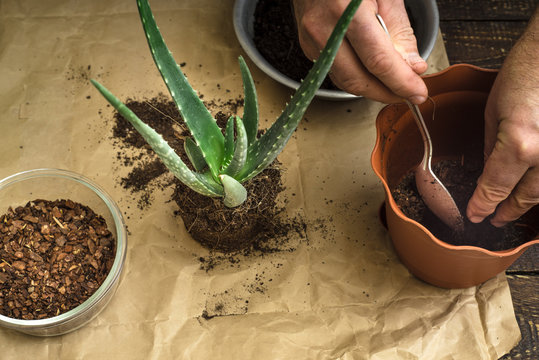 Transplantation of the aloe flower horizontal