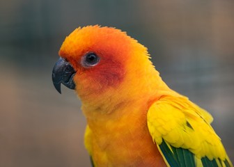 Sun conure parrot profile closeup