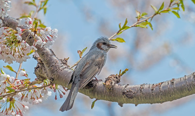 Cherry blossom and bird at Goryokaku park , Hakodate, Japan