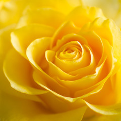 The Texture of Beautiful Yellow Rose Close Up.