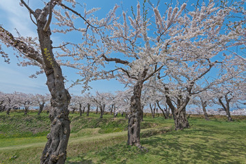 Fototapeta premium Cherry blossom at Goryokaku park , Hakodate, Japan