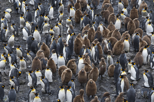 King penguin (Aptenodytes patagonicus) colony with chicks. Salisbury Plain, South Georgia. January.