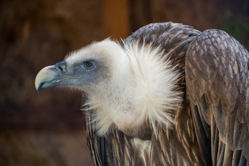 Griffon vulture (Gyps fulvus) in captivity closeup