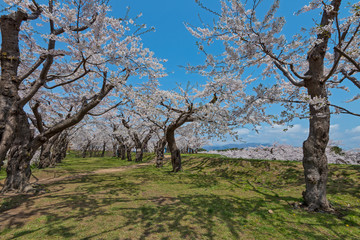 Cherry blossom at Goryokaku park , Hakodate, Japan