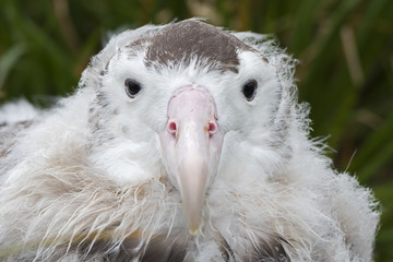 Wandering albatross (Diomedea exulans) head portrait fledgling aged 10 weeks preparing to leave nest. Cape Alexandra, South Georgia. January.