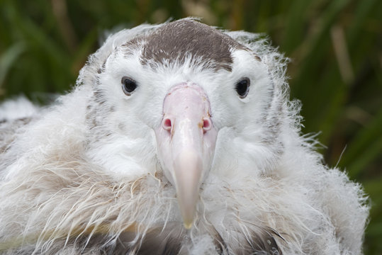Wandering albatross (Diomedea exulans) head portrait fledgling aged 10 weeks preparing to leave nest. Cape Alexandra, South Georgia. January.