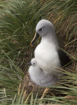 Grey-headed albatross (Thalassarche chrysostoma) adult brooding chick in colony at Elsehul, South Georgia. January.