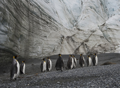 King penguins (Aptenodytes patagonicus) below Schrader Glacier, South Georgia. January 2015.