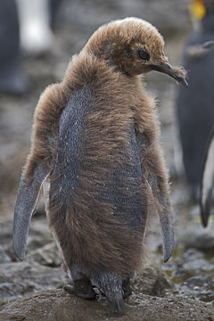 King penguin (Aptenodyres patagonicus) juvenile  in colony at Holmestrand, South Georgia. January.
