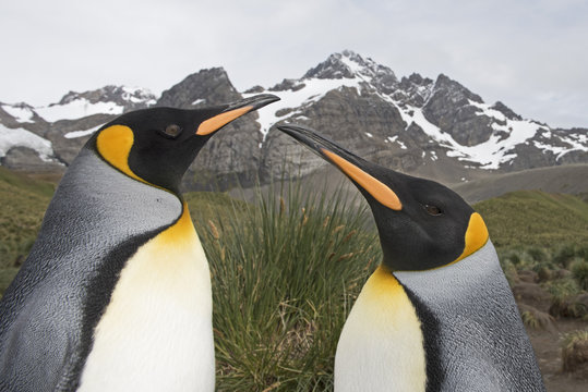 Head portrait of two King penguins (Aptenodytes patagonicus). Gold Harbour, South Georgia. January 2015.