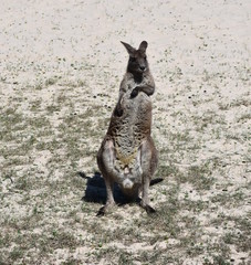 Naklejka premium Closeup of Eastern Grey Kangaroo (Macropus giganteus) on Pebbly beach, NSW, Australia
