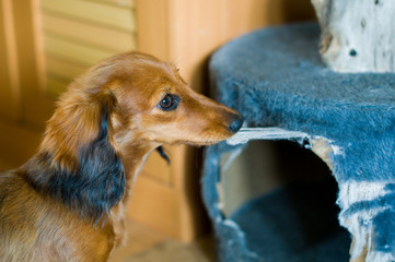 dog chews furniture