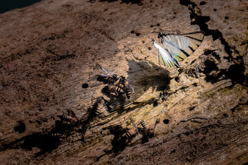 Many butterflies are nectar feeders and food beside a canal