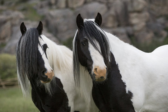 Two Gypsy vanner geldings standing together looking away, Greyrock, Wyoming, USA. June.