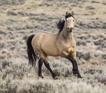 Wild Dun Mustang Stallion Running In Adobe Town, Wyoming, USA. October.