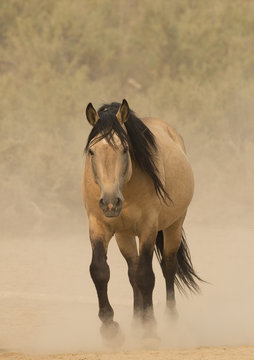 Wild buckskin Mustang stallion walking towards waterhole on dusty dry summer day, Sand Wash Basin, Colorado, USA. August.