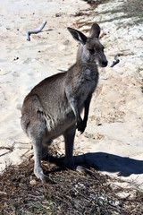 Naklejka na ściany i meble Closeup of Eastern Grey Kangaroo (Macropus giganteus) on Pebbly beach, NSW, Australia