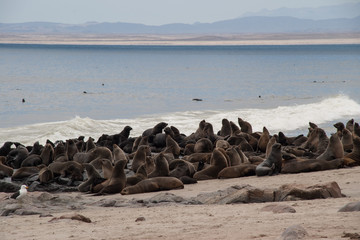 Wild Seals at Cape Cross Seal Reserve, Namibia