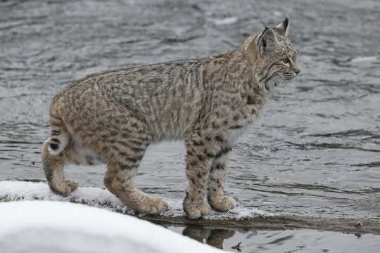 Bobcat standing on snowy river bank