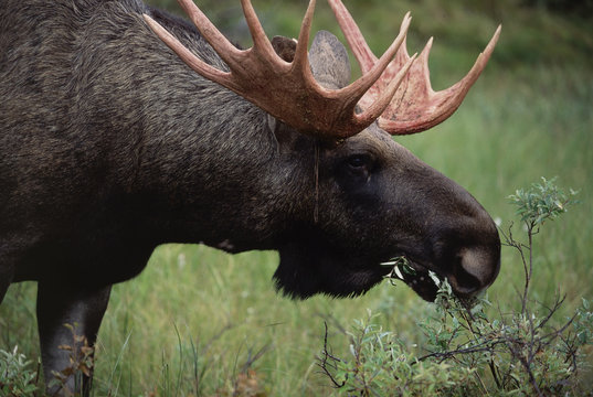 Moose grazing in Sarek National Park