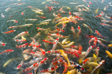 Fototapeta na wymiar Colorful Koi fish pond
