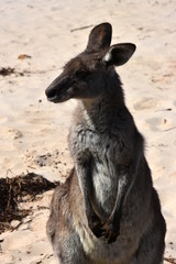 Closeup of Eastern Grey Kangaroo (Macropus giganteus) on Pebbly beach, NSW, Australia