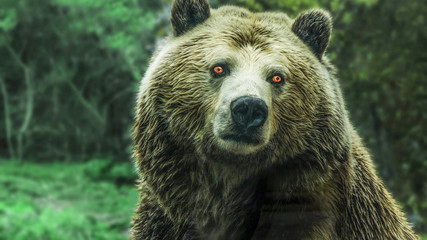 Bear and Nature