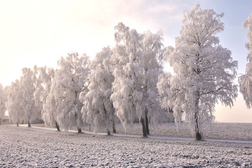 Frosty Trees, Bavaria, Germany