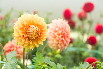 Beautiful Chrysanthemums flower pot