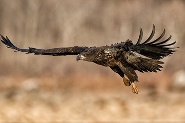Eagle In Flight
