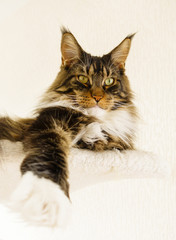 Closeup of a brown tabby with white Maine Coon cat boy is laying on the top hammock of his scratching post with one leg stretched forward.