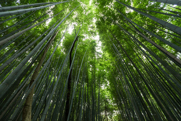 Fototapeta na wymiar Bamboo jungle