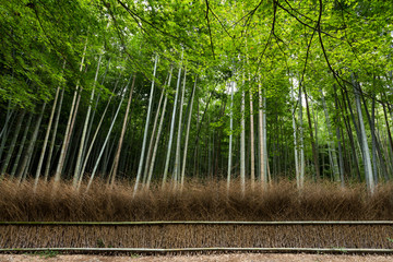 Obraz na płótnie Canvas Bamboo Forest at arashiyama