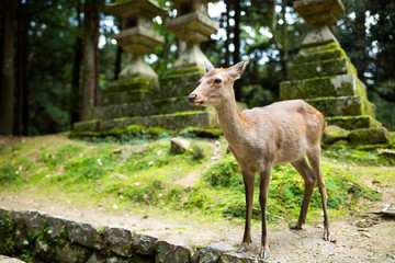 Naklejka na ściany i meble Doe deer in Nara park