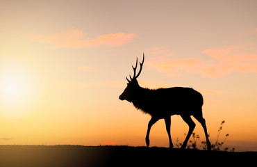 Silhouette of doe deer under sunset