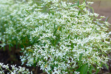 Small flowers in garden