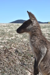 Closeup of Eastern Grey Kangaroo (Macropus giganteus) on Pebbly beach, NSW, Australia