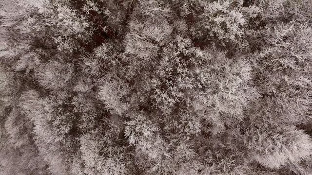 aerial view of frozen forest zooming out