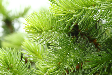Fototapeta na wymiar Pine branch with raindrops