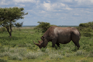 Obraz premium wild rhinoceros walks, eating and grazing on a sunny day in the bushe