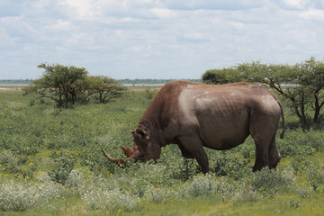 Obraz premium wild rhinoceros walks, eating and grazing on a sunny day in the bushe