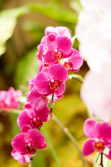 Fototapeta na wymiar violet Orchid, Chiang Rai province, Thailand