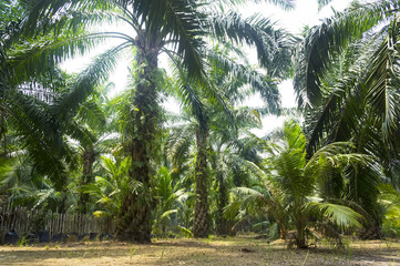 Palm oil plantation at Malaysia, Asia