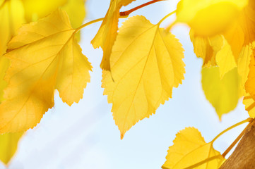 Autumn yellow leaves on a branch. nature background