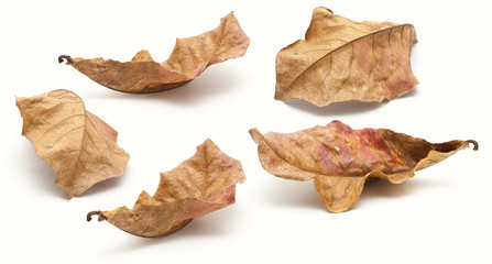 Collection of dry leaf closeup isolated