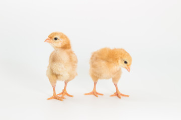 Chicken, Rhode Island Red Chick