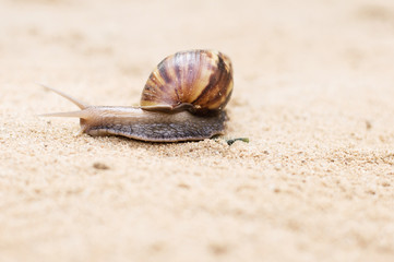 Close-up of snail crawling in the sand.