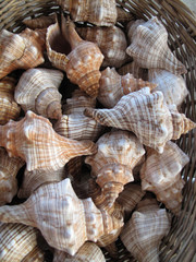Sea shells in a wicker basket at the market
