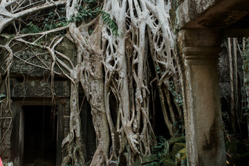 Roots tree growing over doorway in ancient ruins of Ta Prohm at
