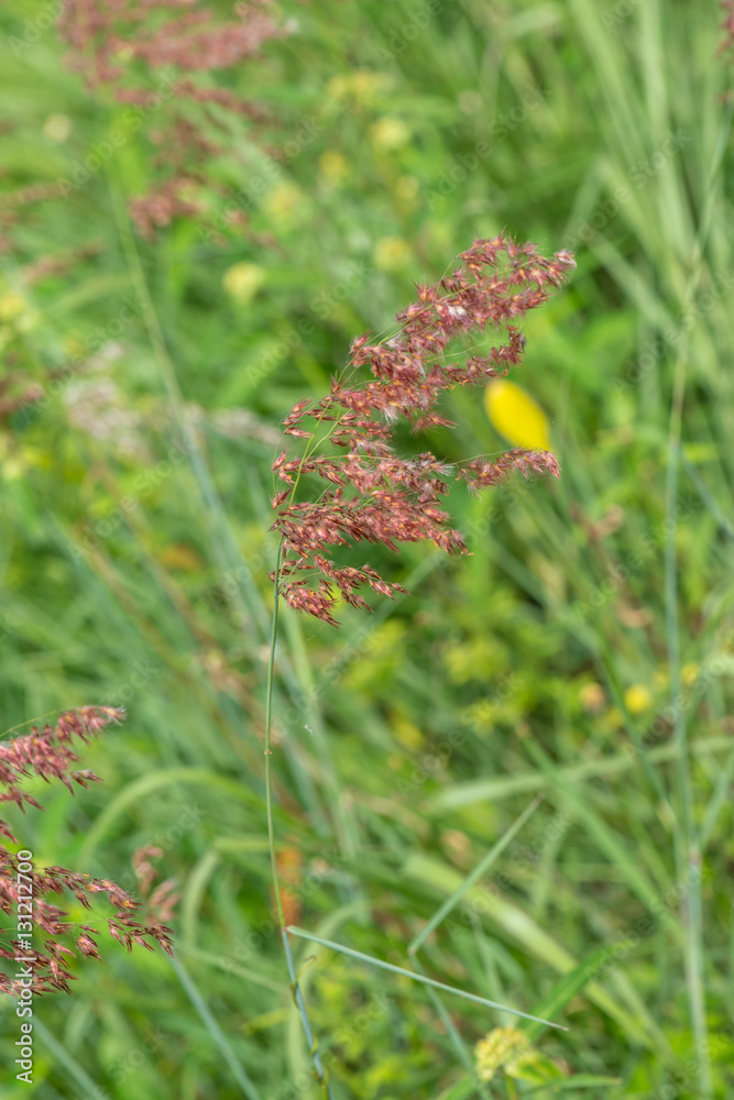 Wall mural Grass flower in nature